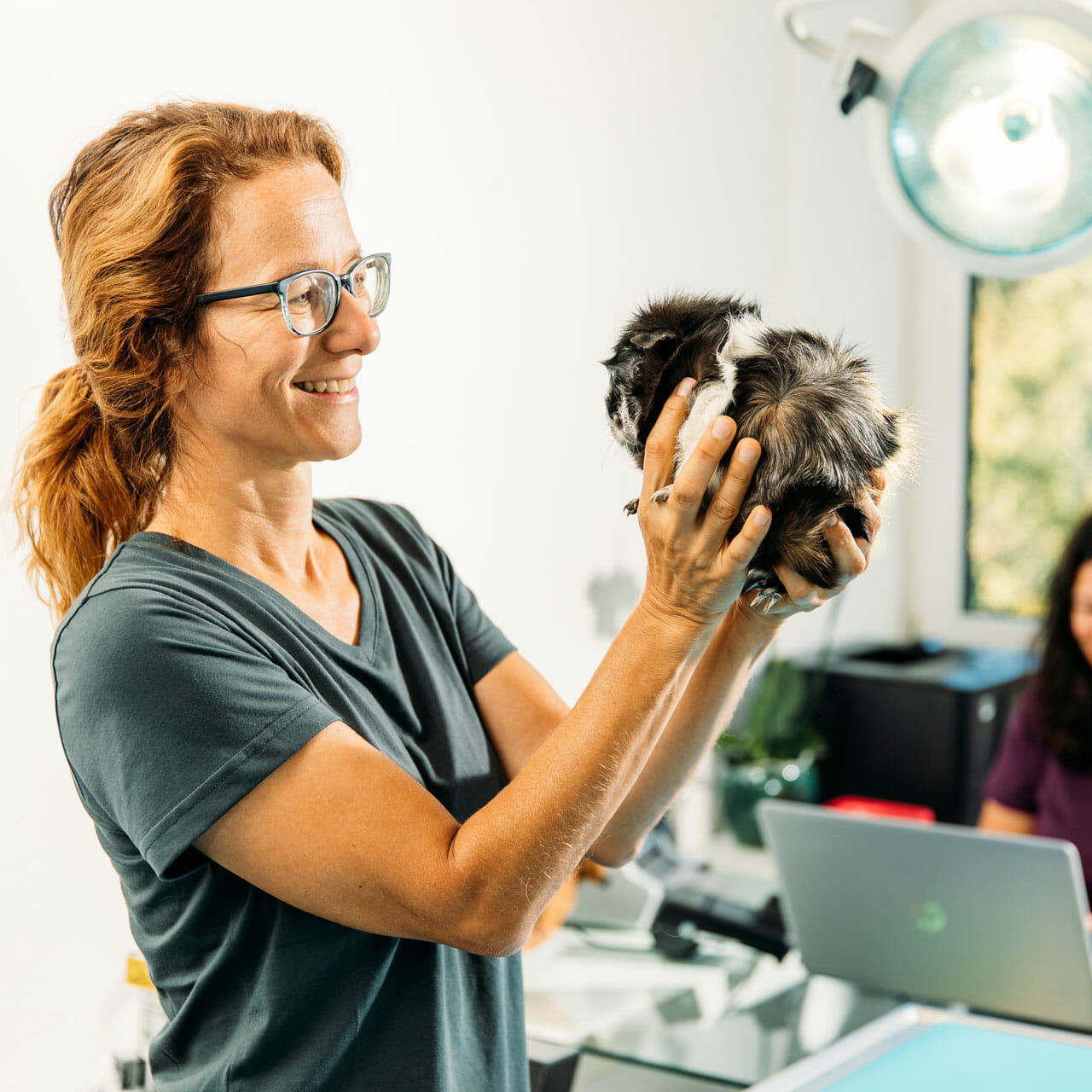 Tierarzt für Kaninchen bei der Arbeit